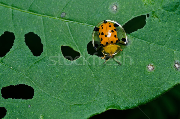 Oranje kever groene natuur tuin voorjaar Stockfoto © sweetcrisis