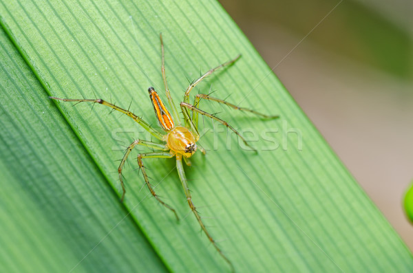 Uzun bacaklar örümcek yeşil doğa orman bahar Stok fotoğraf © sweetcrisis