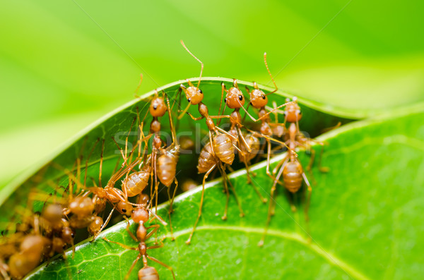 red ant teamwork Stock photo © sweetcrisis