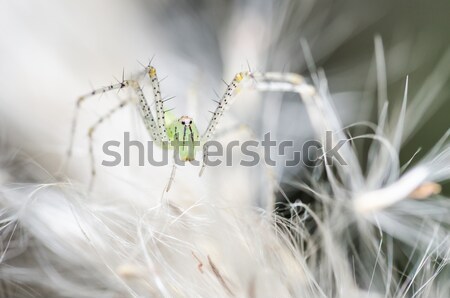 Pók zöld természet makró lövés félelem Stock fotó © sweetcrisis