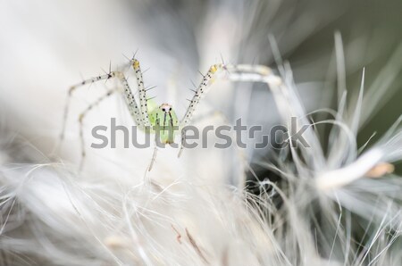 Arana verde naturaleza macro tiro miedo Foto stock © sweetcrisis