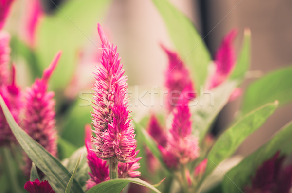 Celosia or Wool flowers or Cockscomb flower vintage Stock photo © sweetcrisis
