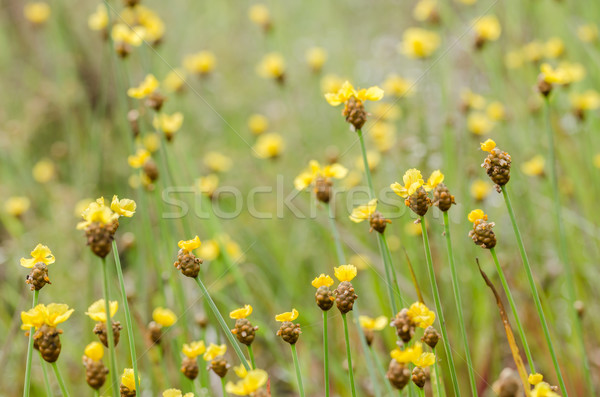 Fleurs jaunes Thaïlande herbe nature jardin [[stock_photo]] © sweetcrisis