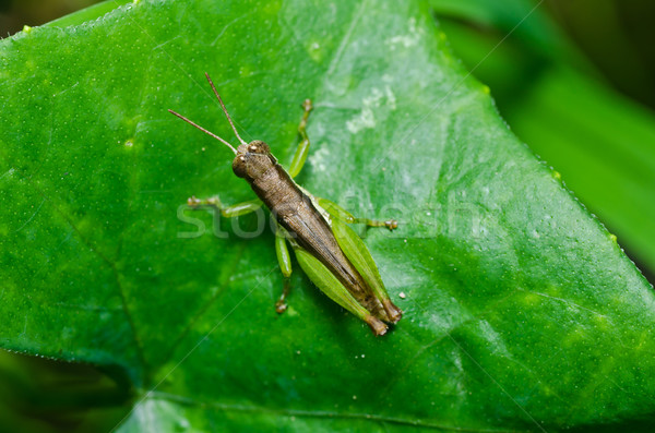 grasshopper in green nature Stock photo © sweetcrisis