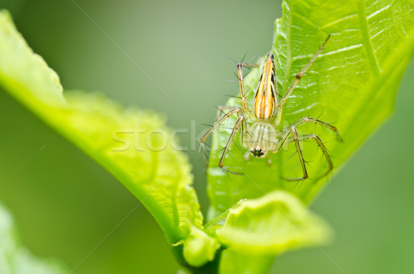Gambe lunghe spider verde natura giardino primavera Foto d'archivio © sweetcrisis