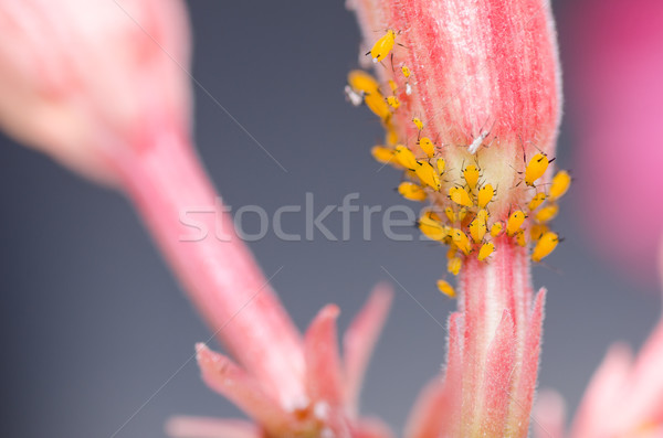 Stock photo: Aphids on the flower