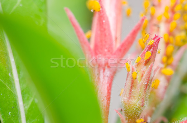 Flor naturaleza jardín planta insectos Foto stock © sweetcrisis