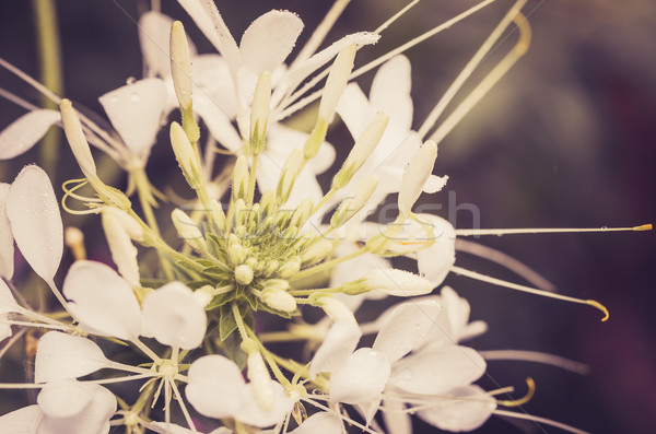 Cleome hassleriana or spider flower or spider plant Stock photo © sweetcrisis