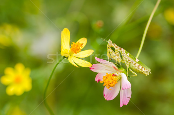 Virág sáska citromsárga kert természet park Stock fotó © sweetcrisis