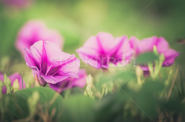 Sabah şan çiçekler bağbozumu aile doğa Stok fotoğraf © sweetcrisis