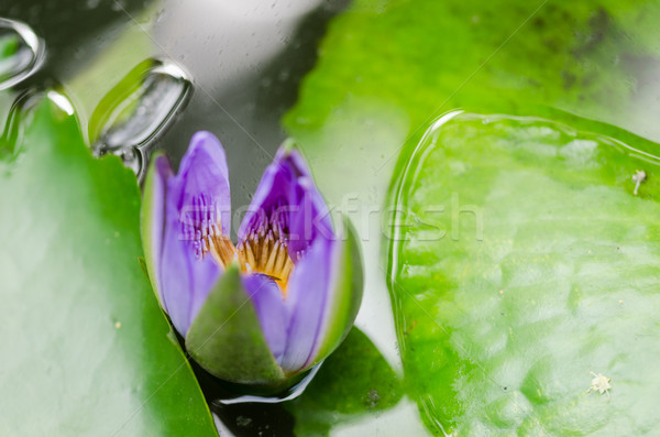 Lotus or Water lily flower Stock photo © sweetcrisis