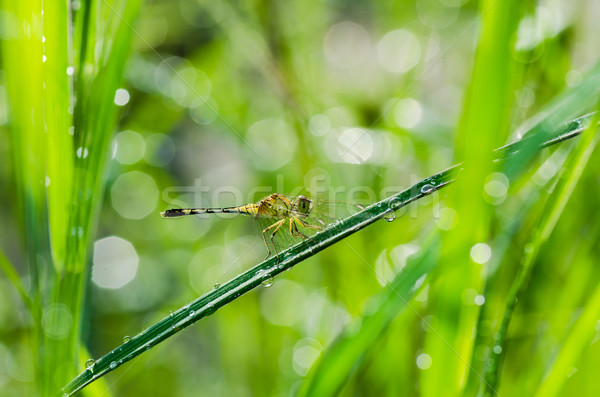 Dragonfly солнечный свет саду зеленый природы Сток-фото © sweetcrisis