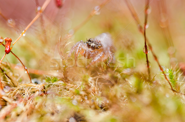 Springen Spinne grünen Natur Garten Stock foto © sweetcrisis