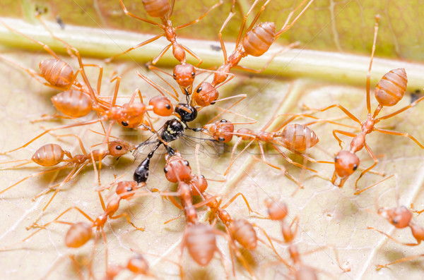 Foto stock: Vermelho · formigas · trabalho · em · equipe · caça · folha · inseto