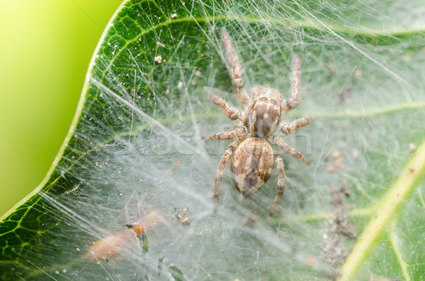 Araignée vert nature macro coup peur [[stock_photo]] © sweetcrisis