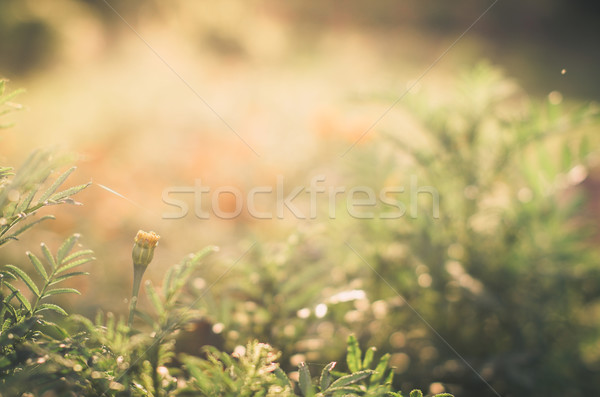 Stock photo: Marigolds or Tagetes erecta flower