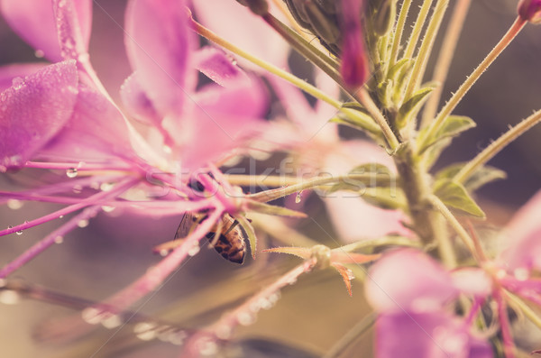 Cleome hassleriana or spider flower or spider plant Stock photo © sweetcrisis