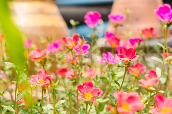 小 庭園 性質 花園 美女 植物 商業照片 © sweetcrisis