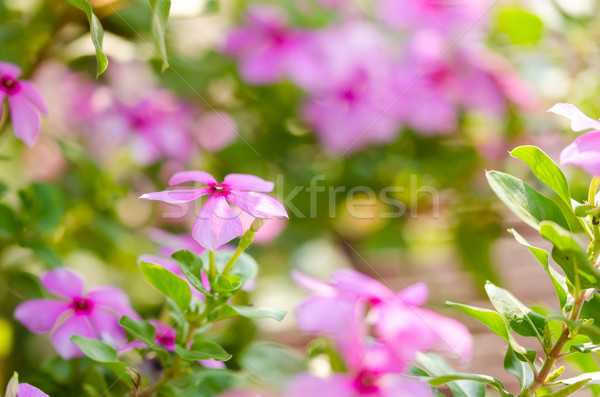 Catharanthus roseus or Periwinkle Stock photo © sweetcrisis