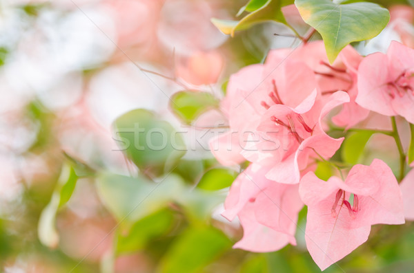 Papier bloemen tuin natuur park voorjaar Stockfoto © sweetcrisis