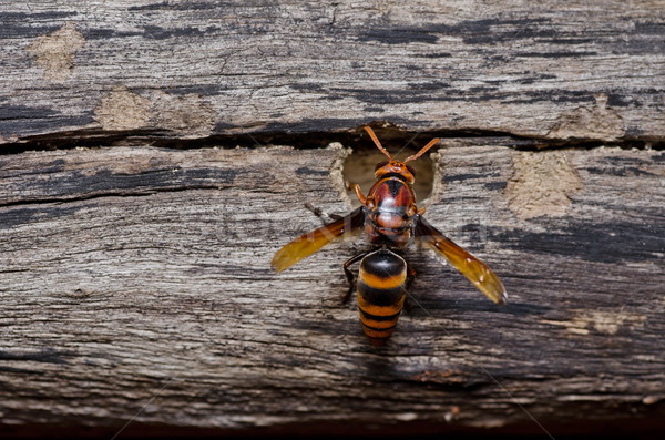 оса зеленый природы саду Bee желтый Сток-фото © sweetcrisis
