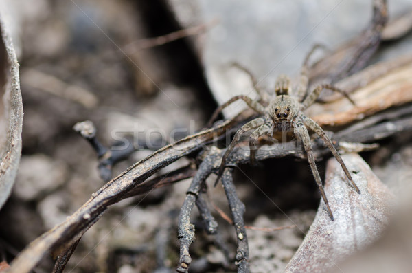 wolf spider in the nature Stock photo © sweetcrisis