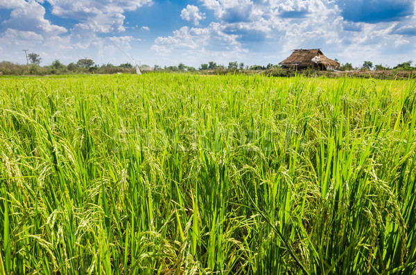 Rice field Stock photo © sweetcrisis