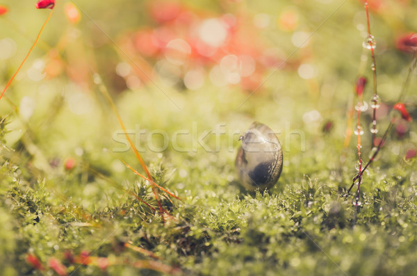 Snails and moss Stock photo © sweetcrisis