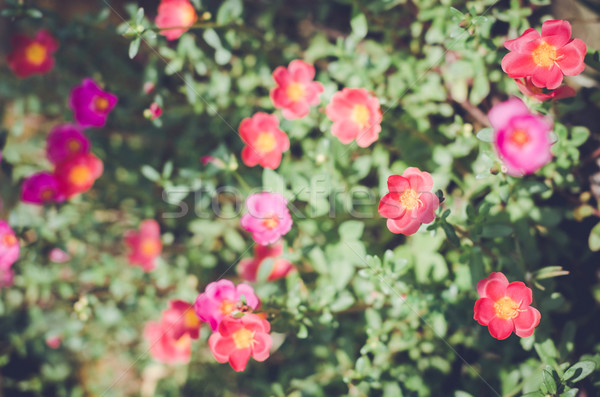 小 庭園 復古 性質 花園 美女 商業照片 © sweetcrisis
