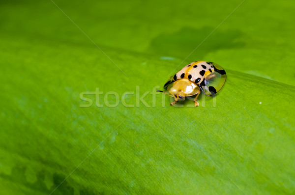 Arancione scarabeo foglia verde verde natura bellezza Foto d'archivio © sweetcrisis