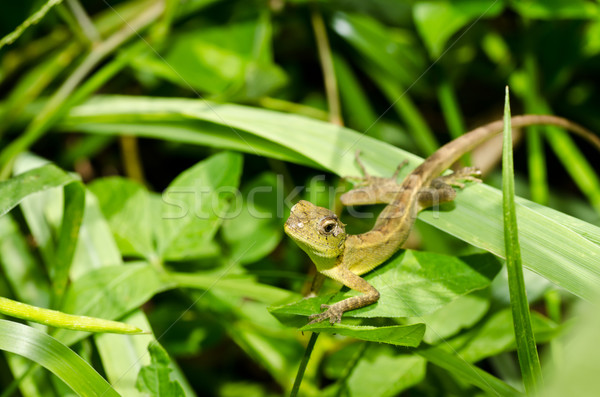 Foto stock: Lagarto · verde · natureza · parque · jardim · olho