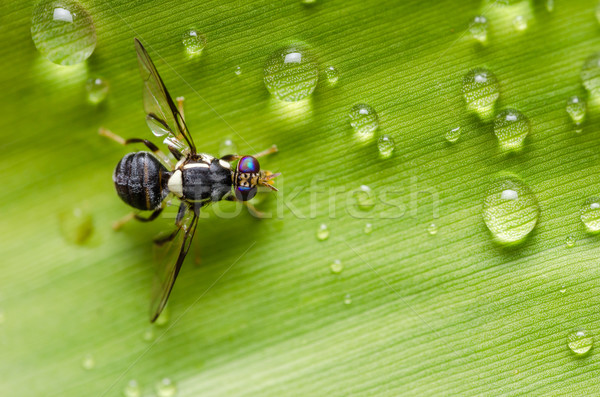 Hover files in the nature Stock photo © sweetcrisis