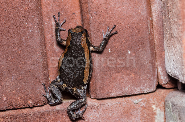 Asian painted frog Stock photo © sweetcrisis