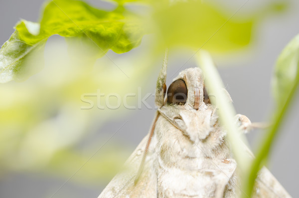 Moth in the nature Stock photo © sweetcrisis