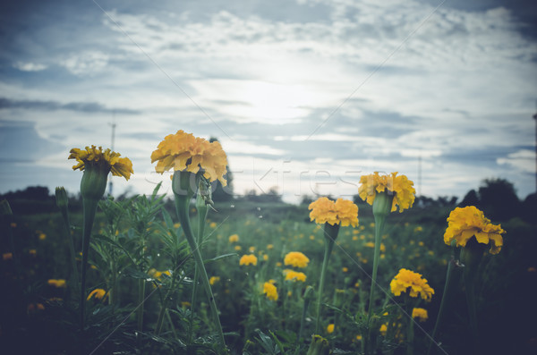 Fleur nature jardin tête usine Asie [[stock_photo]] © sweetcrisis