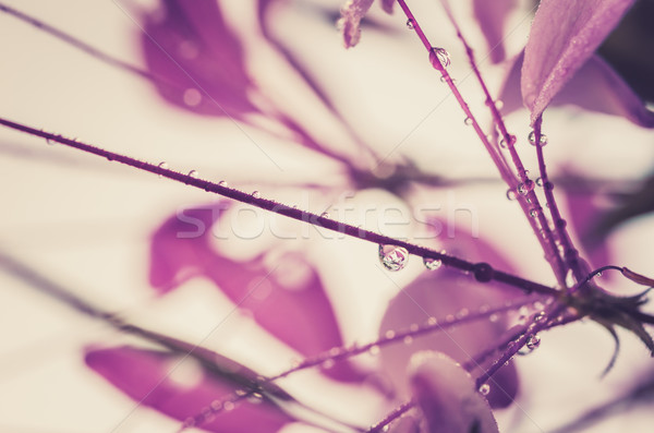 Cleome hassleriana or spider flower or spider plant Stock photo © sweetcrisis