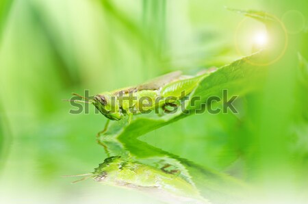 Foto stock: Gafanhoto · verde · natureza · jardim · comida · cor