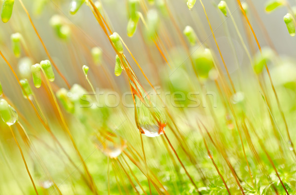 Frischen Moos grünen Natur alten Stein Stock foto © sweetcrisis