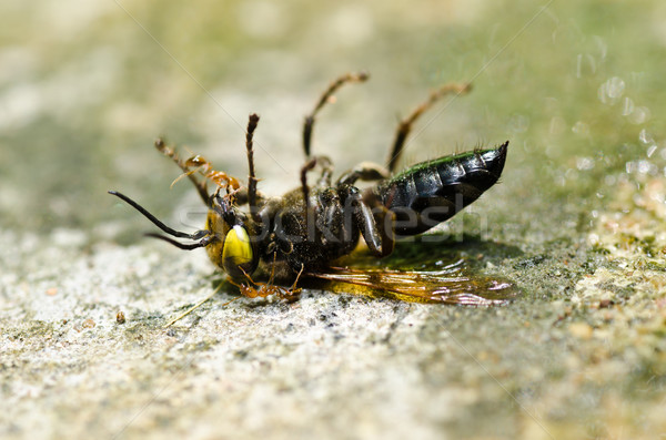 Mrówki osa zielone charakter ogród Pszczoła Zdjęcia stock © sweetcrisis