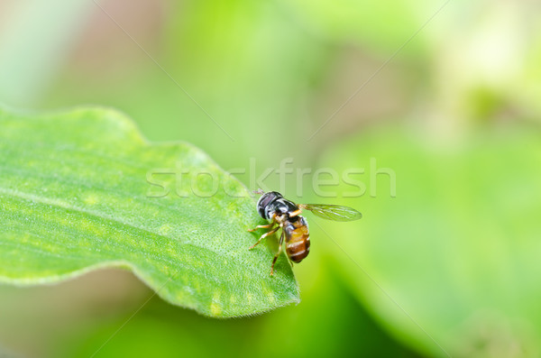 Flower files or Fruit files or Hover files in green nature Stock photo © sweetcrisis