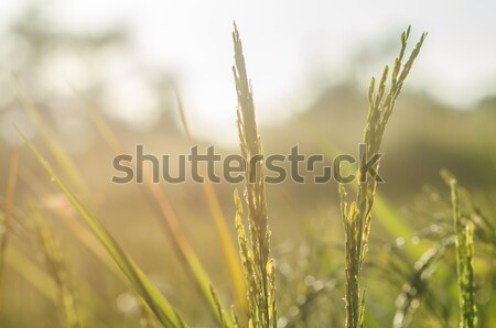 Rice field Stock photo © sweetcrisis