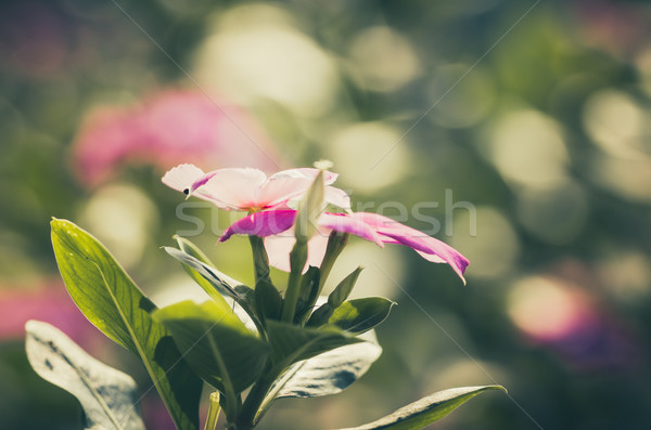 Vintage Madagascar rooskleurig steeg bloem gras Stockfoto © sweetcrisis