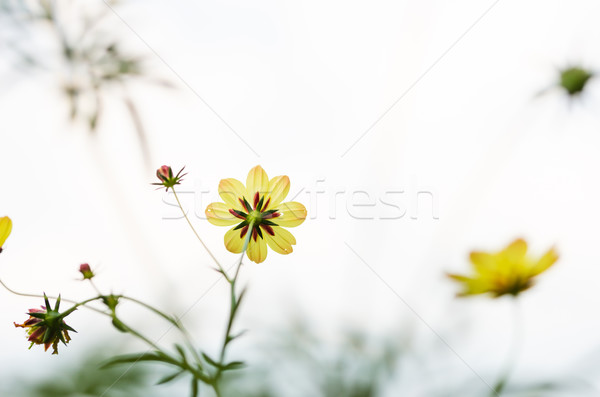 Fleur jaune jardin nature parc herbe [[stock_photo]] © sweetcrisis