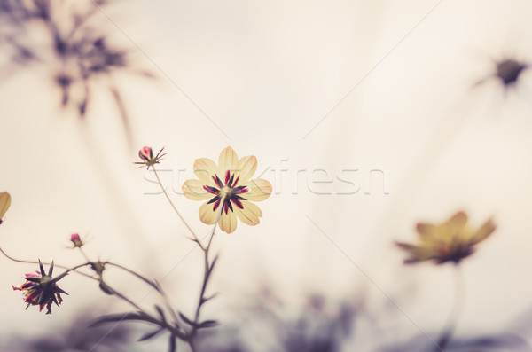 Fleur jaune jardin nature parc herbe [[stock_photo]] © sweetcrisis