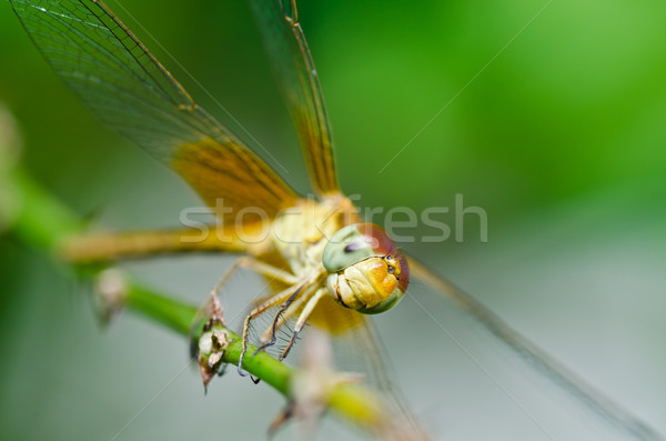 Foto stock: Libélula · jardim · verde · natureza · belo · inseto