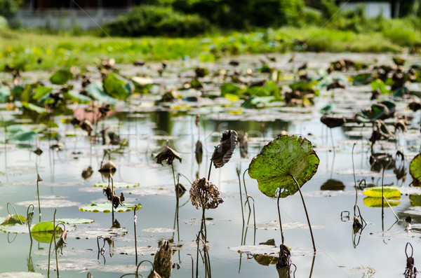 lotus leaves in pool Stock photo © sweetcrisis