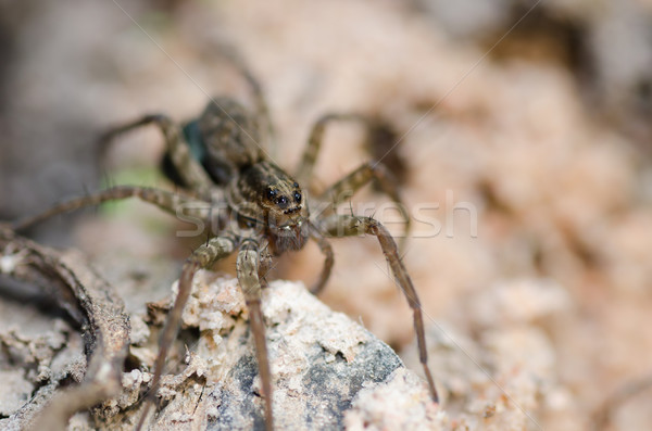 wolf spider in the nature Stock photo © sweetcrisis