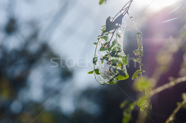 Teia da aranha natureza jardim Foto stock © sweetcrisis