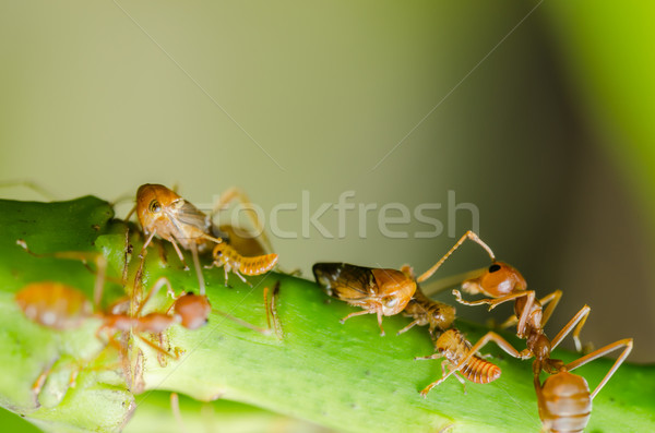 Stock photo: Red ant and aphid on the leaf