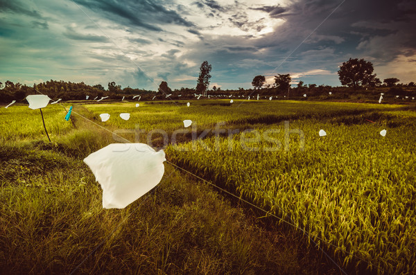 Rice field Stock photo © sweetcrisis